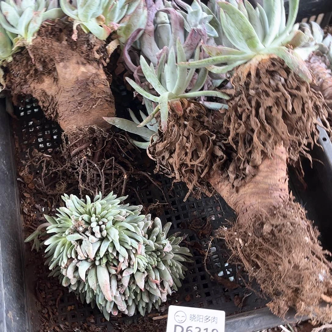 6219狂拍瑕疵多肉