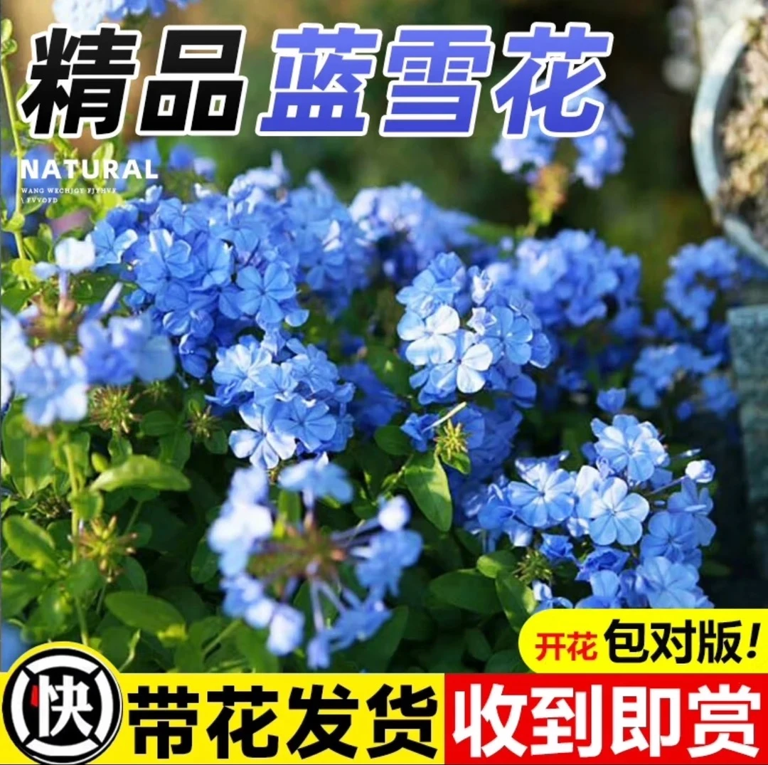 【一加仑】蓝雪花盆栽四季好养活室外阳台庭院花卉植物耐热爆花