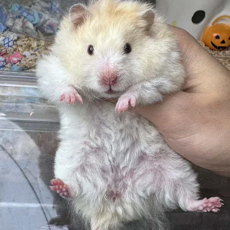 [成年波利熊]黑波利黄品种肉桂品种家养熊