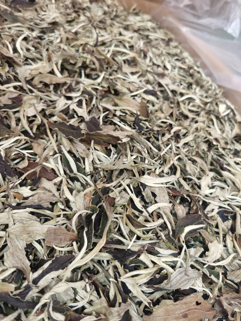 25年头春头采 云南白茶/古树月光美人，标准一芽一叶