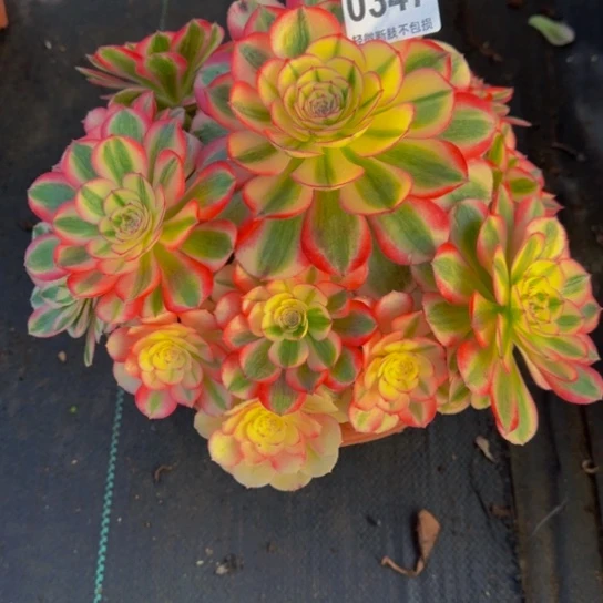 惠***琼倾城03477777777777