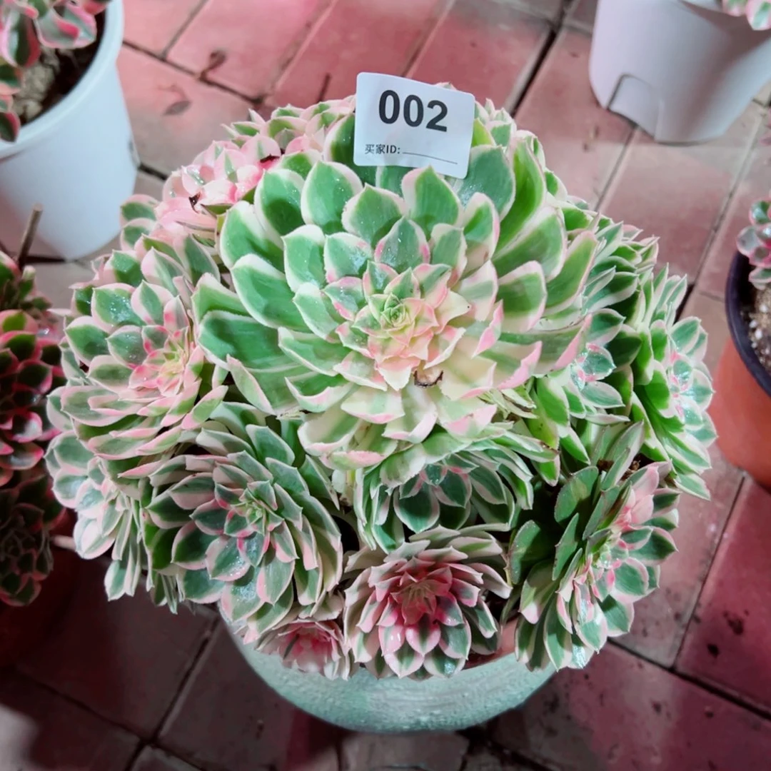 002孔雀翎法师多肉植物