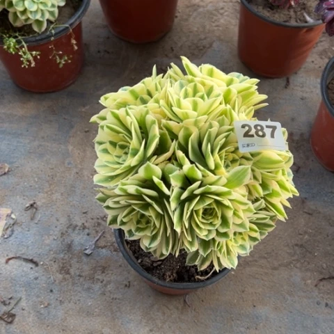 287迈巴赫朵朵多肉，