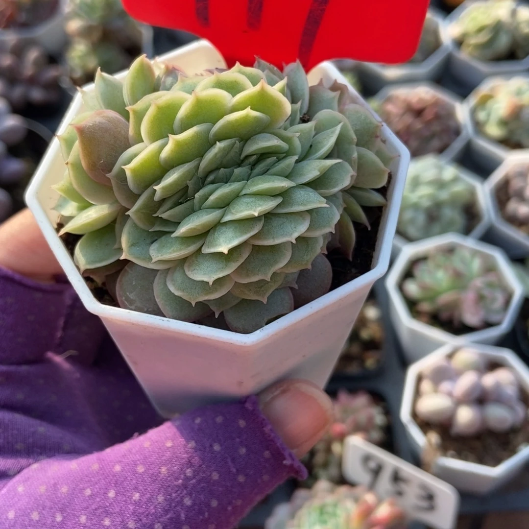 979盎司诺缀多肉植物