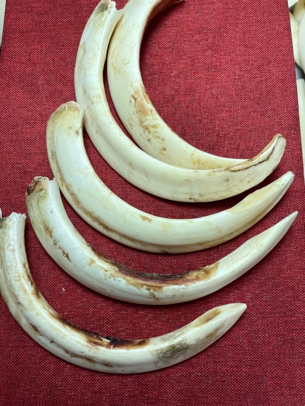 燎牙猪牙原料大牙