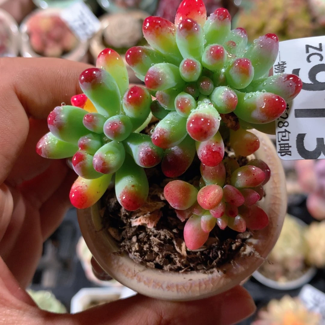 5CM拇指盆精控多肉ZC913