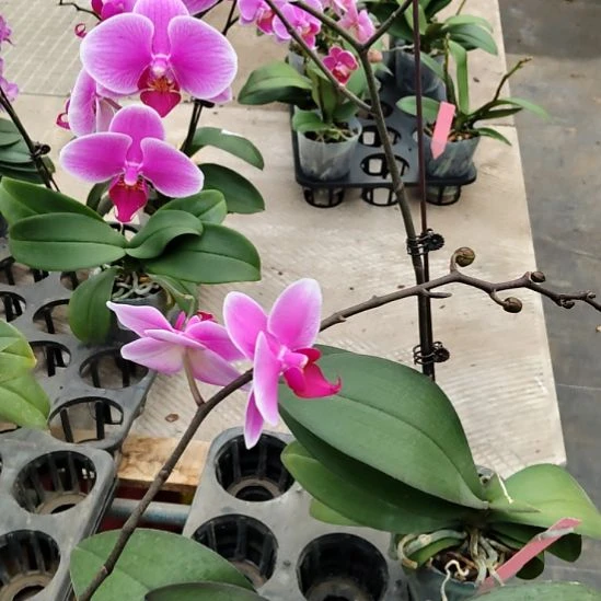 完全开放班尼福利价完全开放