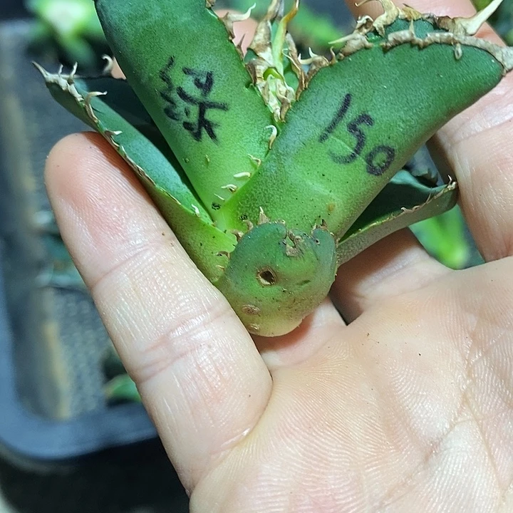 多肉植物龙蛇兰绿幽灵