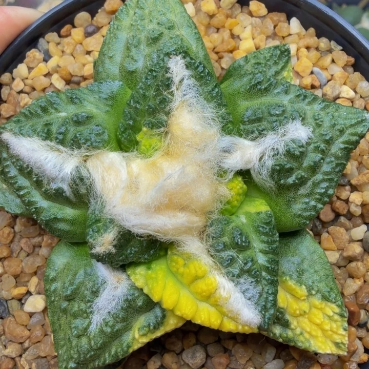 巨大型龟甲割尤锦