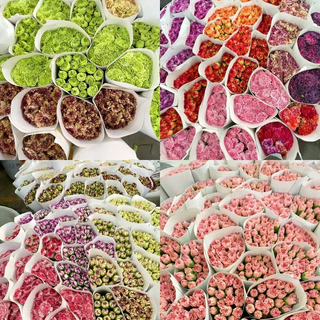 【花晓】混色康乃馨 花期长 凑单拍（已发货不支持退款）