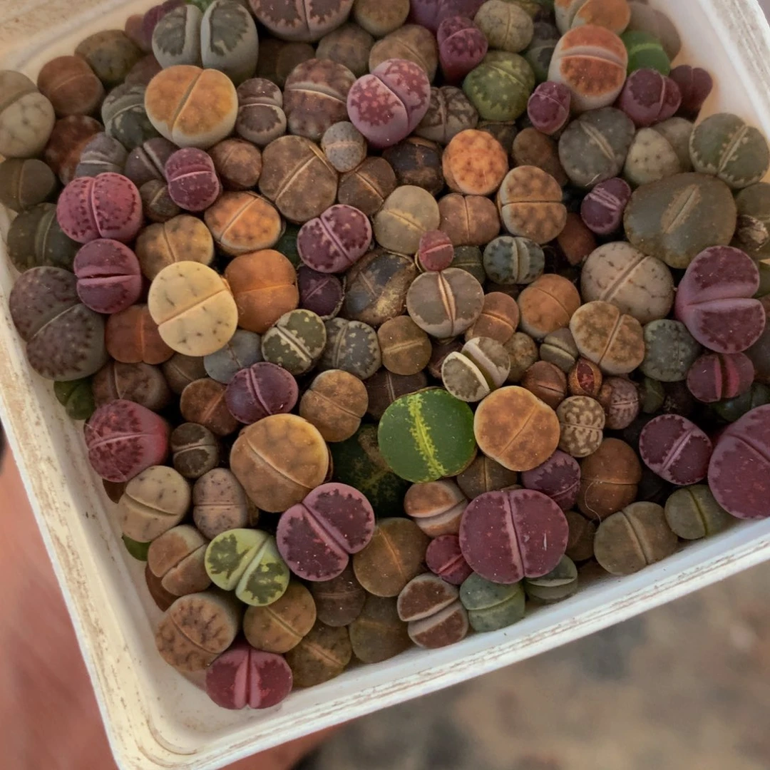 80颗pp。包邮。多肉