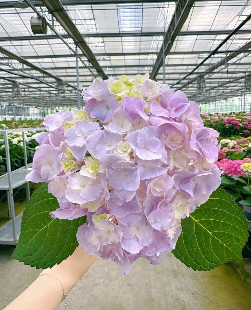 带盆带土四季开花大花重瓣绣球（鲜花已发货不支持仅退款和拒收）