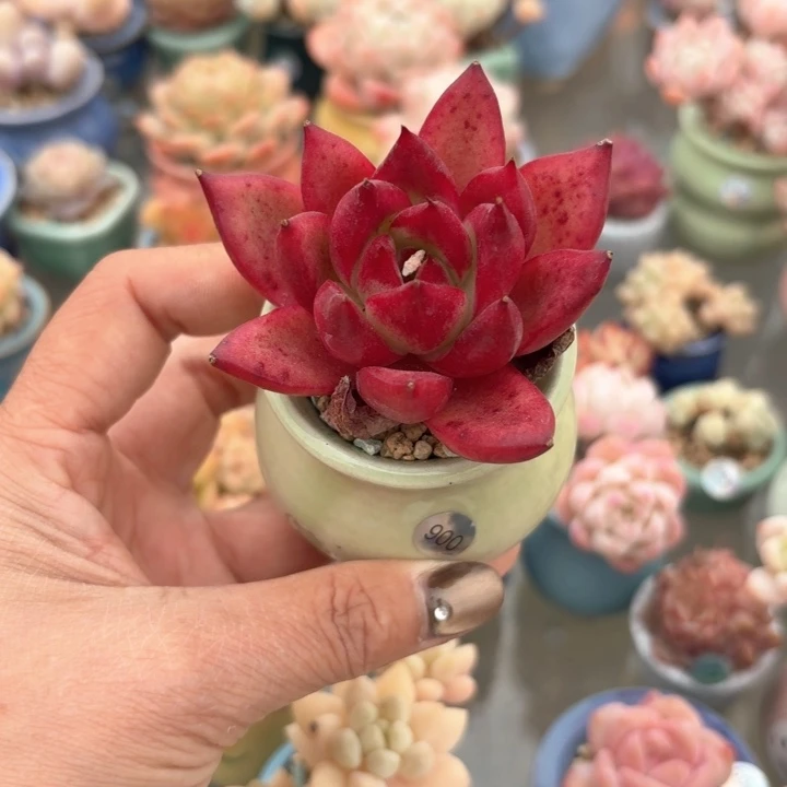 900 多肉含盆土 30元包邮 除偏远地区