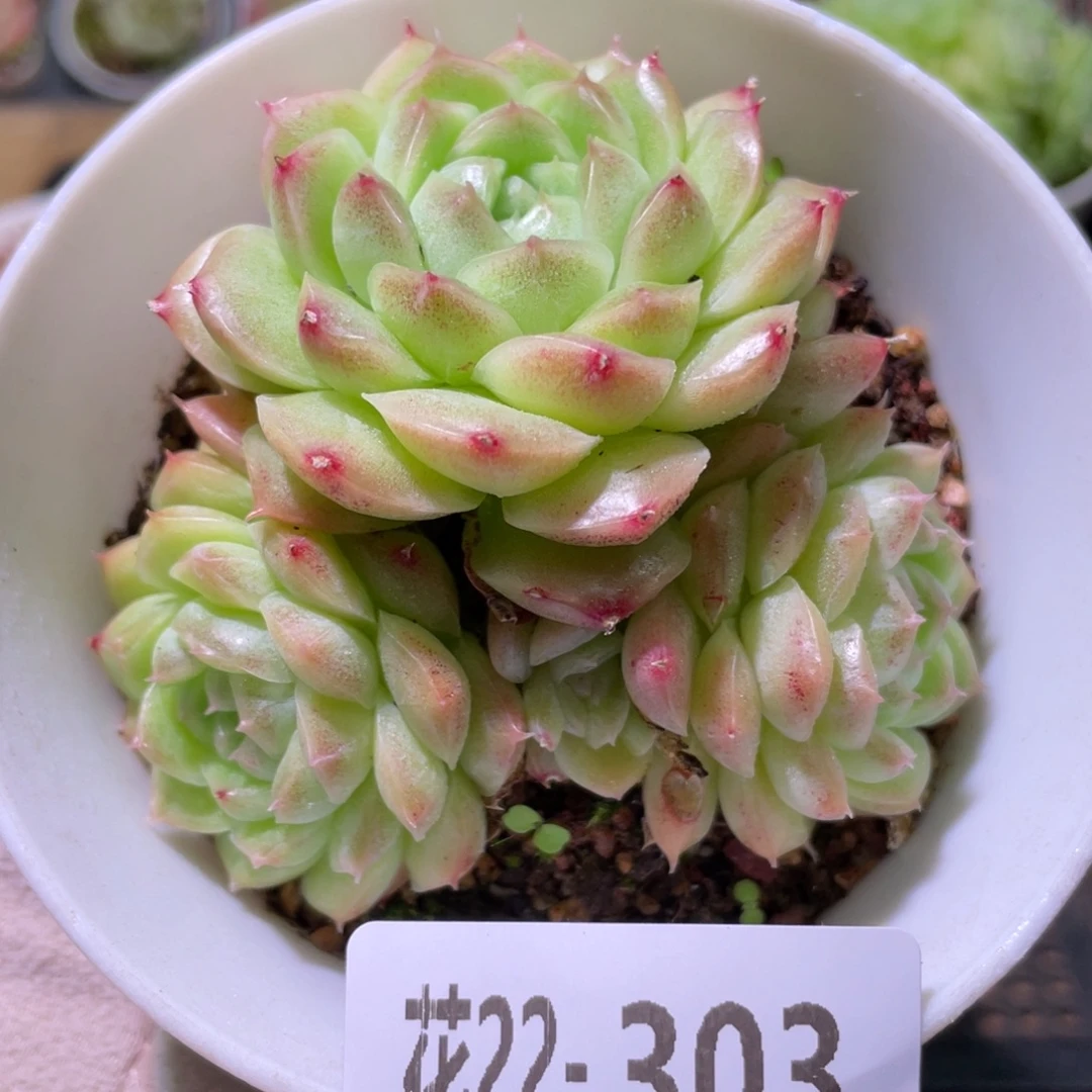花利美22-303麦秆
