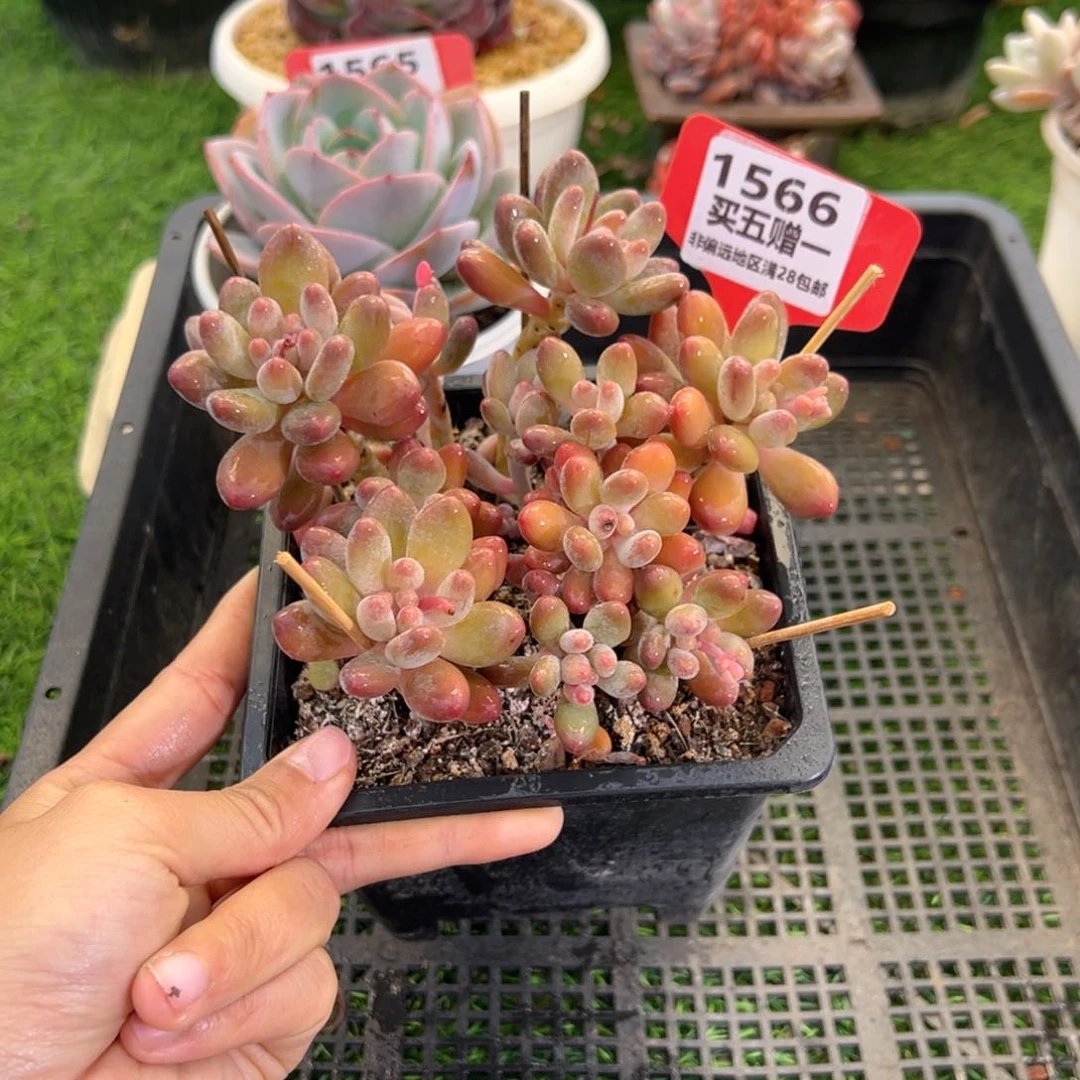 表妹精品多肉1566.