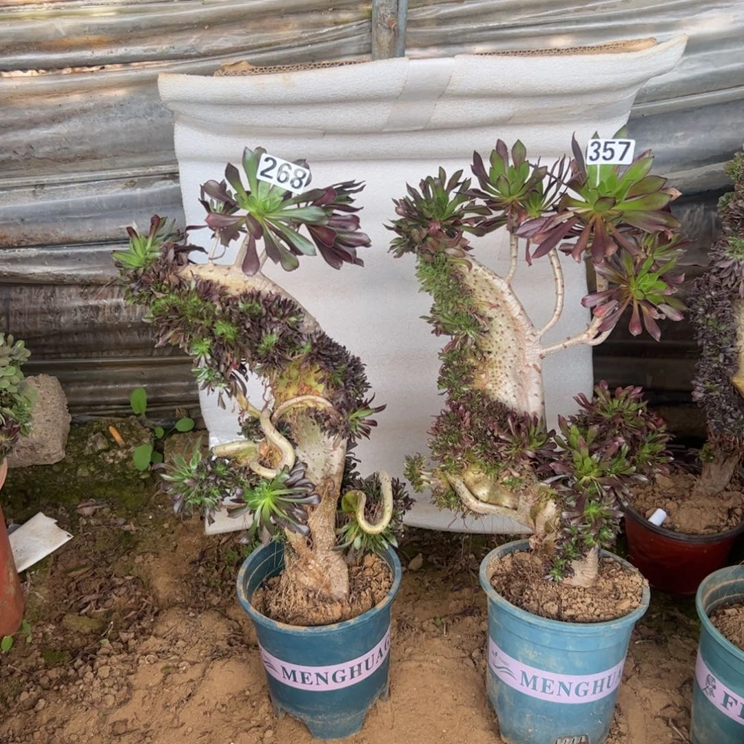 有伤两颗黑缀268.357高度40厘米