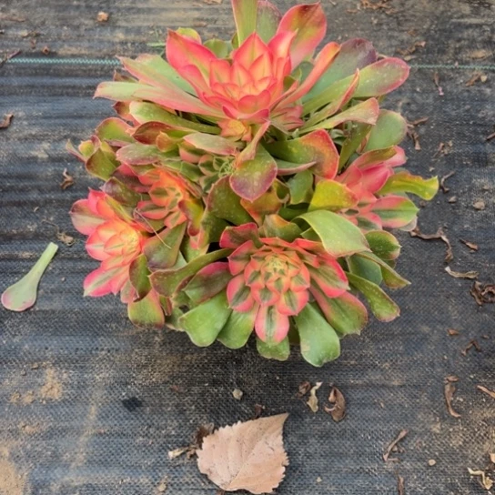 小香妃一颗包邮福利