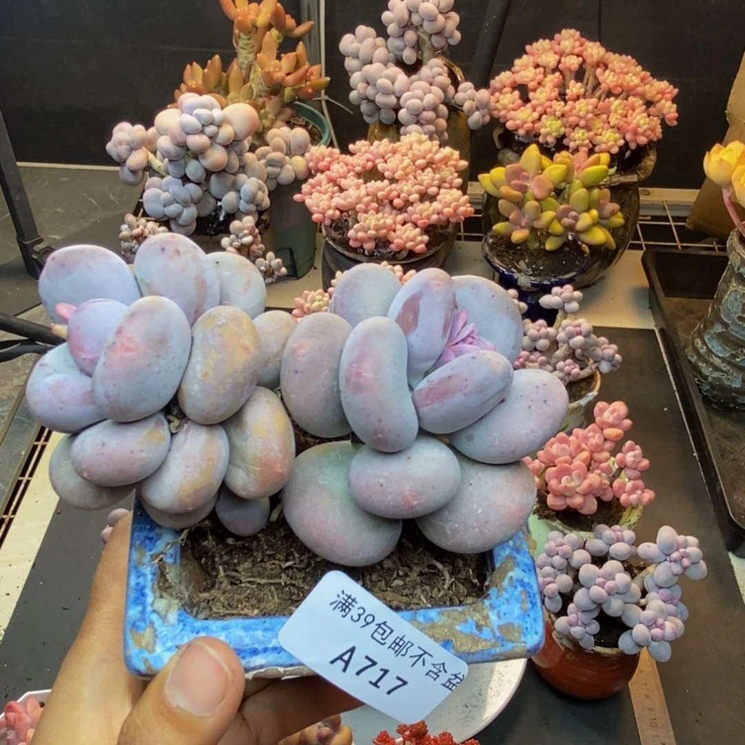 717大叶奶多肉8c m