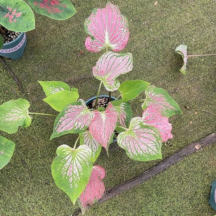 无花朵粉色和声彩叶芋7