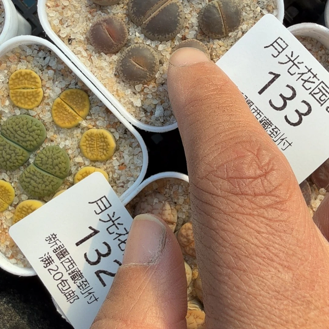 你说吧是不你也不会133好