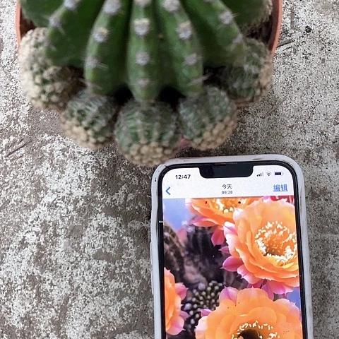 带芽短毛7，5公分左右