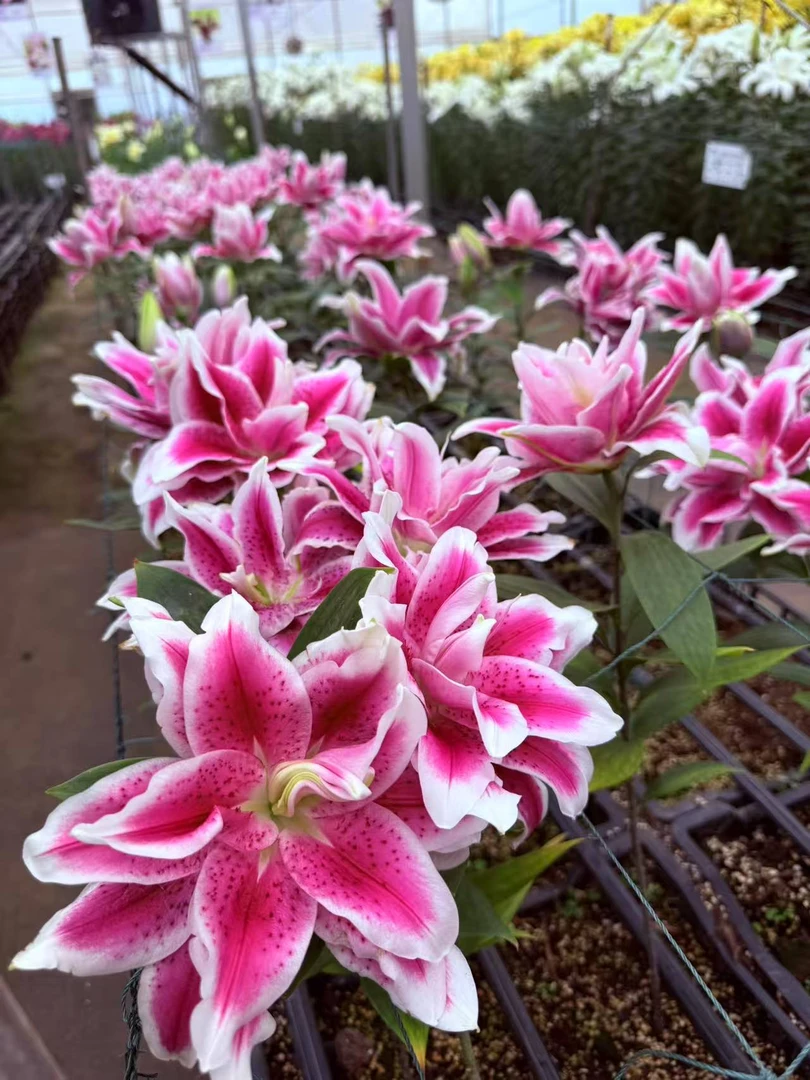 四季可种1颗【草莓圣代】14/16庭院阳台重瓣香水百合花球