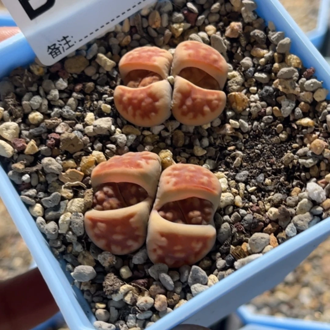 @****3488双头花纹玉2颗