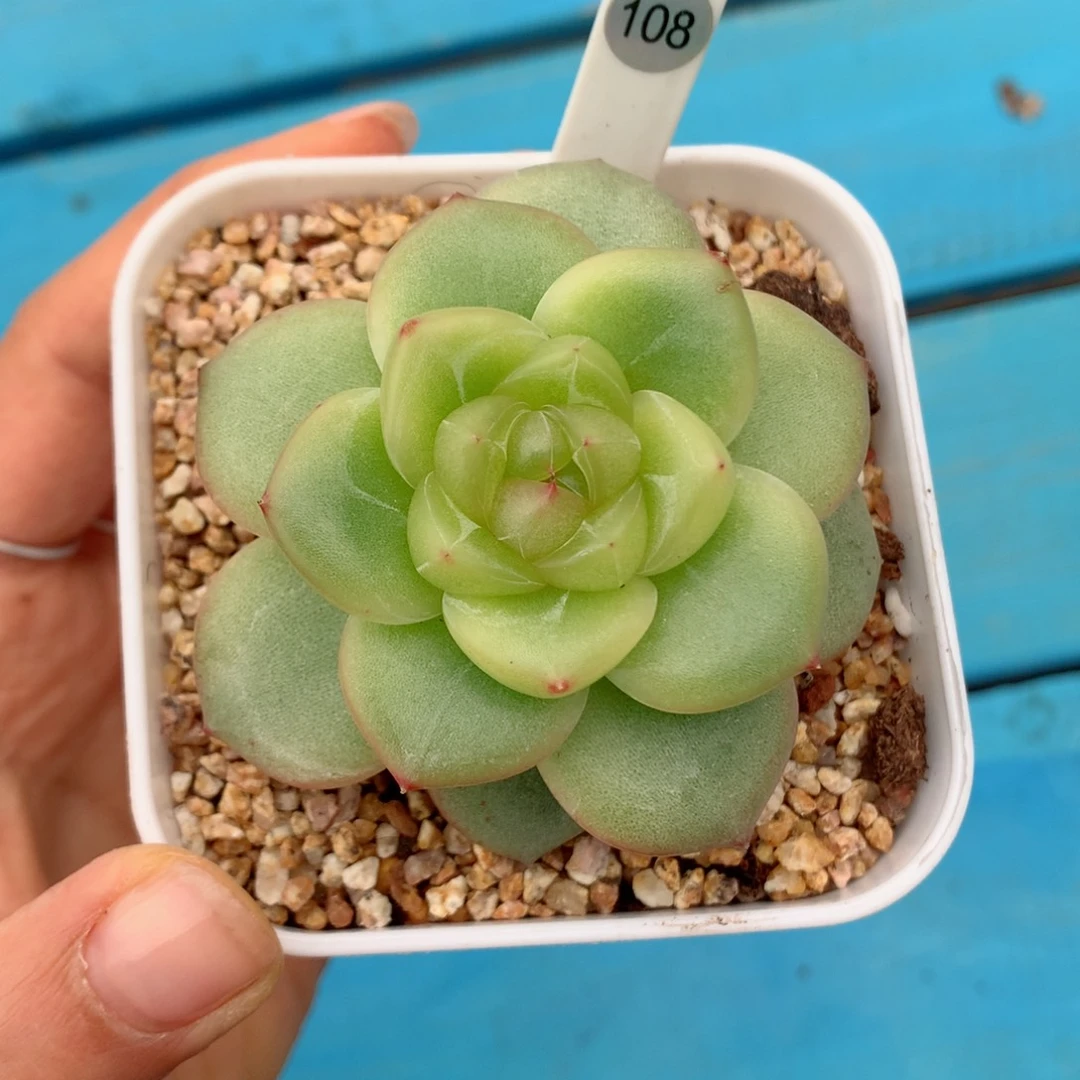 周*函58包邮  群生不包整水涵
