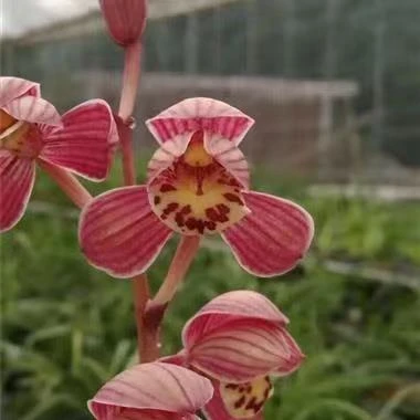 建兰名品红草红荷