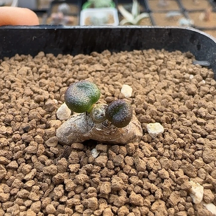 欧宝奇峰锦一物一拍