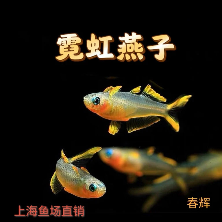 霓虹燕子灯鱼鱼观赏鱼食人鱼小型观赏鱼适合水族箱养殖水滴鱼小鱼