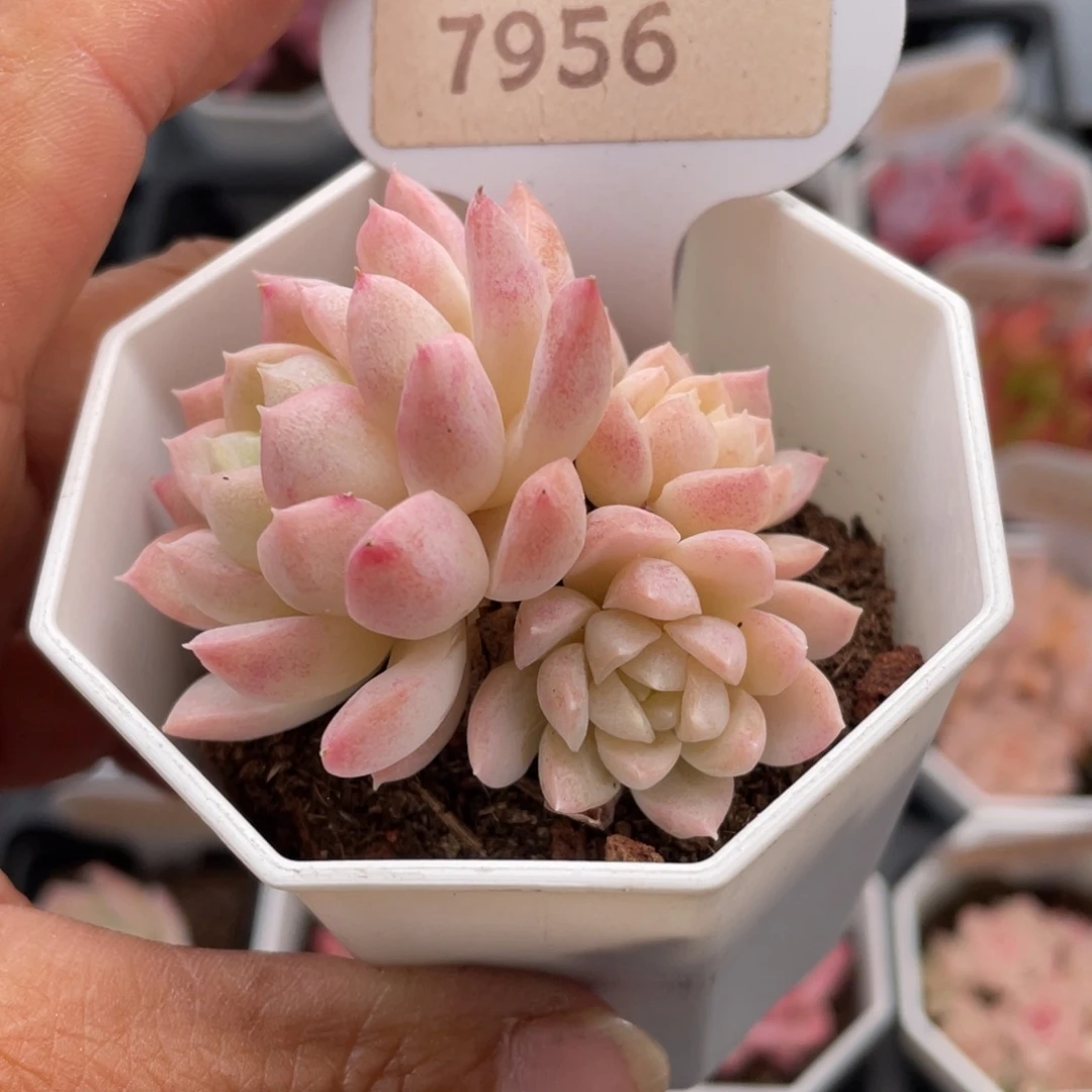 白雪7956-5.5厘米