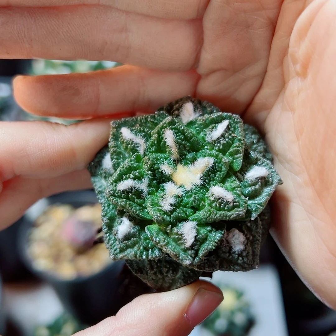 自根辛盾牡丹4.7公分