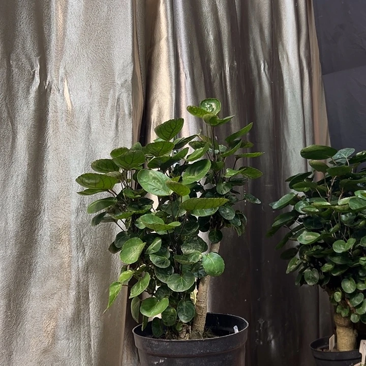 无花朵yhhhggghhhhhhh