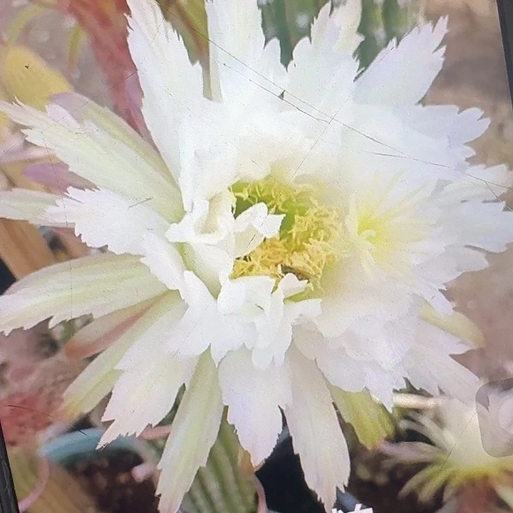 鹦鹉根高12公分毛花柱