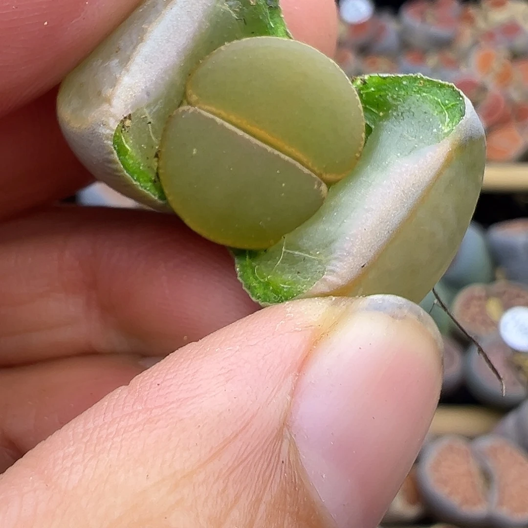 1688 生石花 岛田C153福利炸