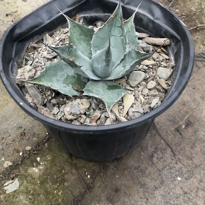 记****无花朵龙舌兰赖光