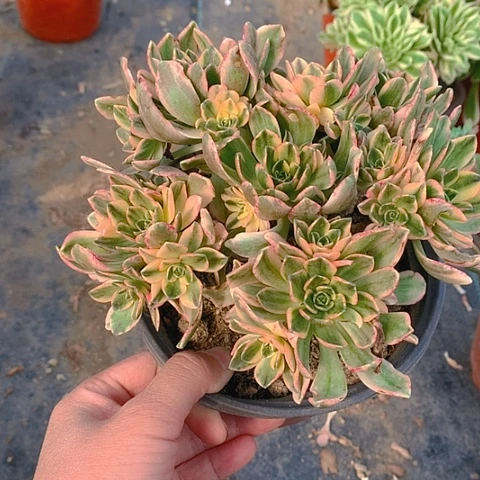 茉**茶689甜茶多肉植物