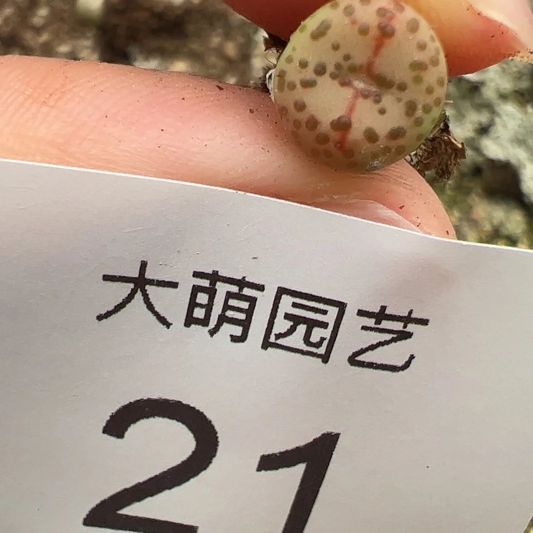 一物一拍。         21