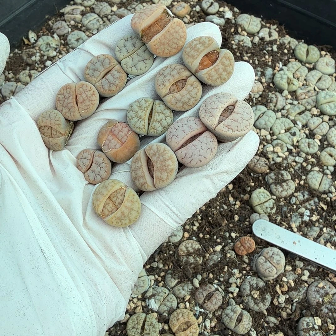 不用我送去啦的嘛438