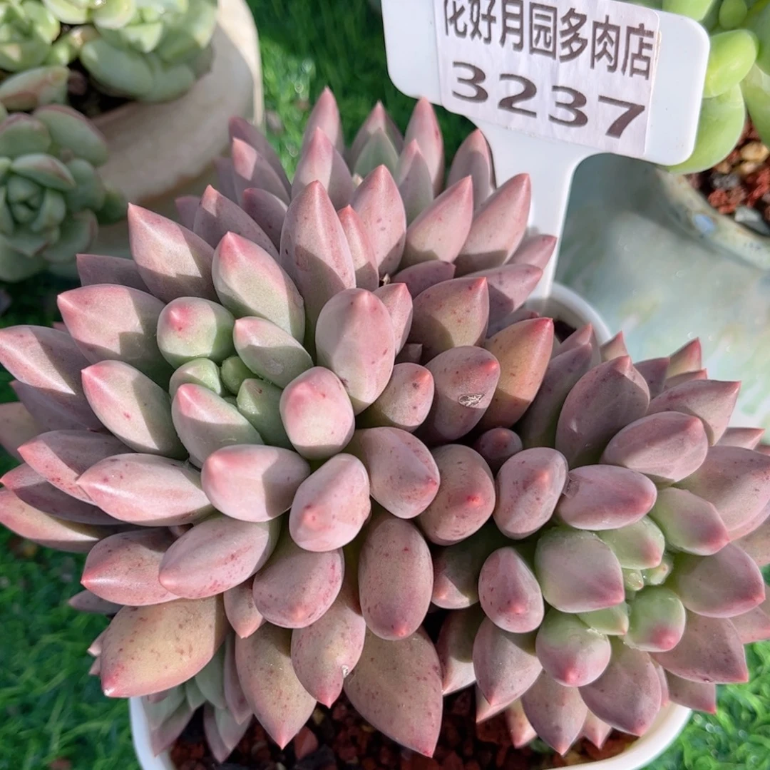 一***愿多肉植物3237 一定要拍个冷链哦