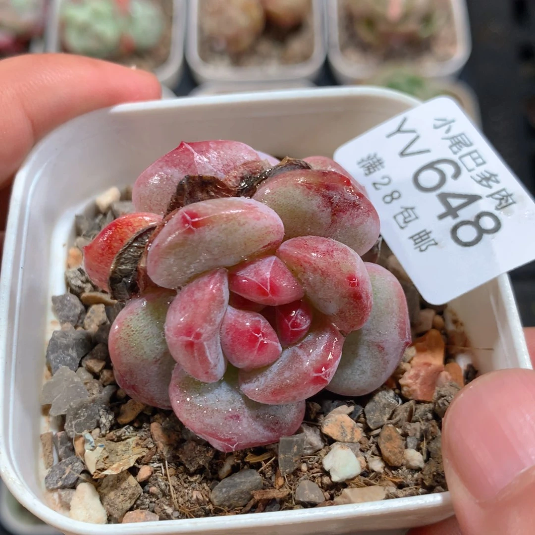 5CM拇指盆精控多肉YV648