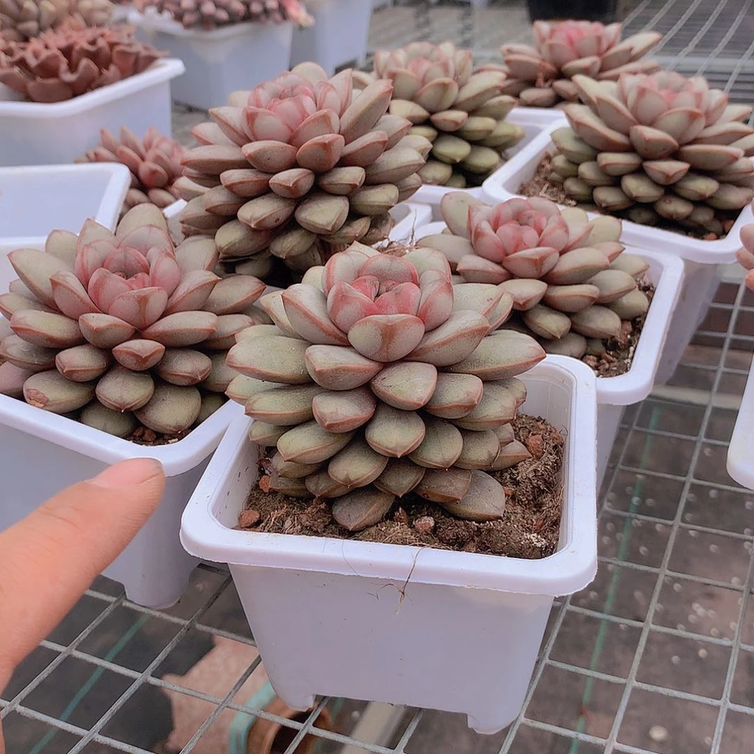 单头葡萄48888888777788