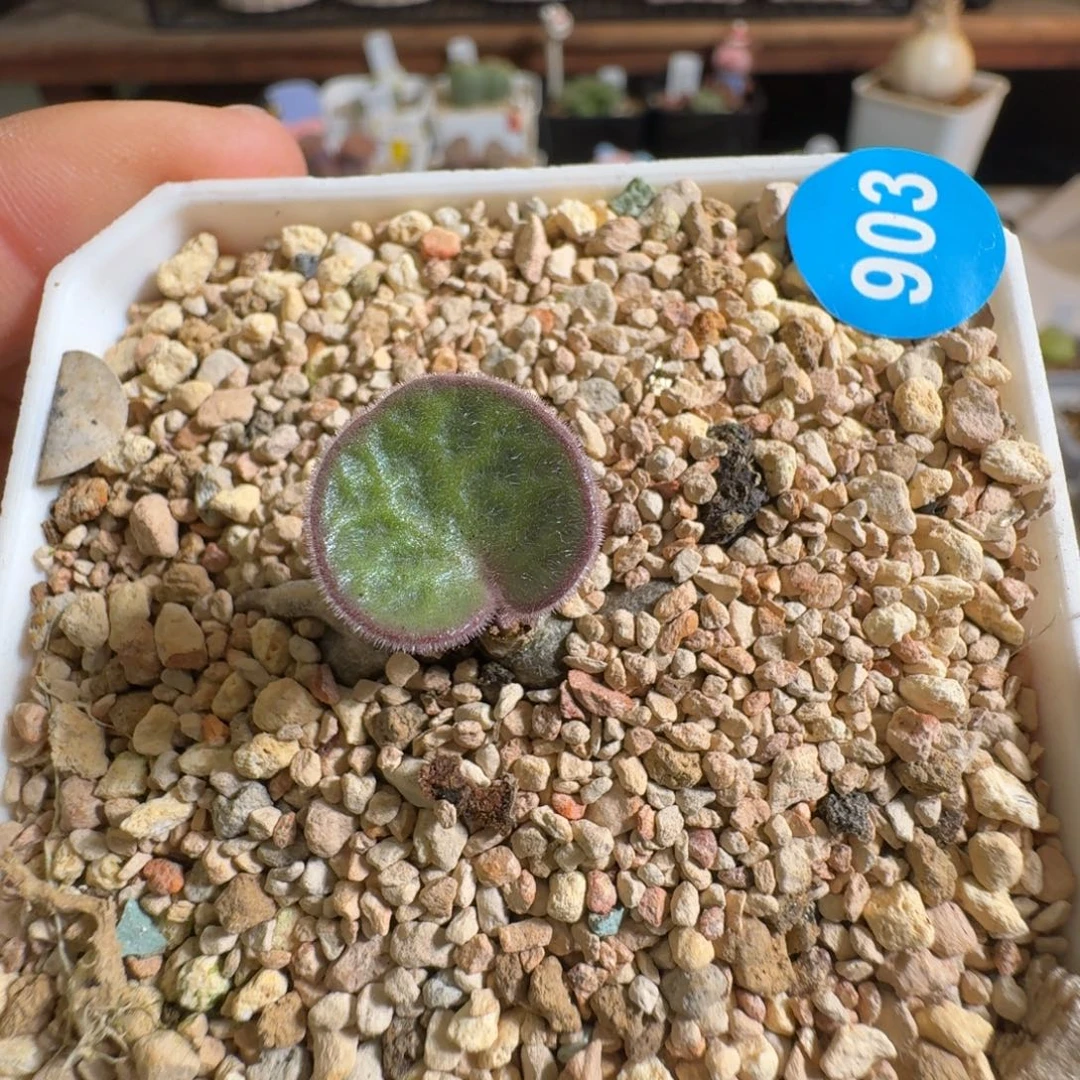 多肉植物好看猪耳朵块根903