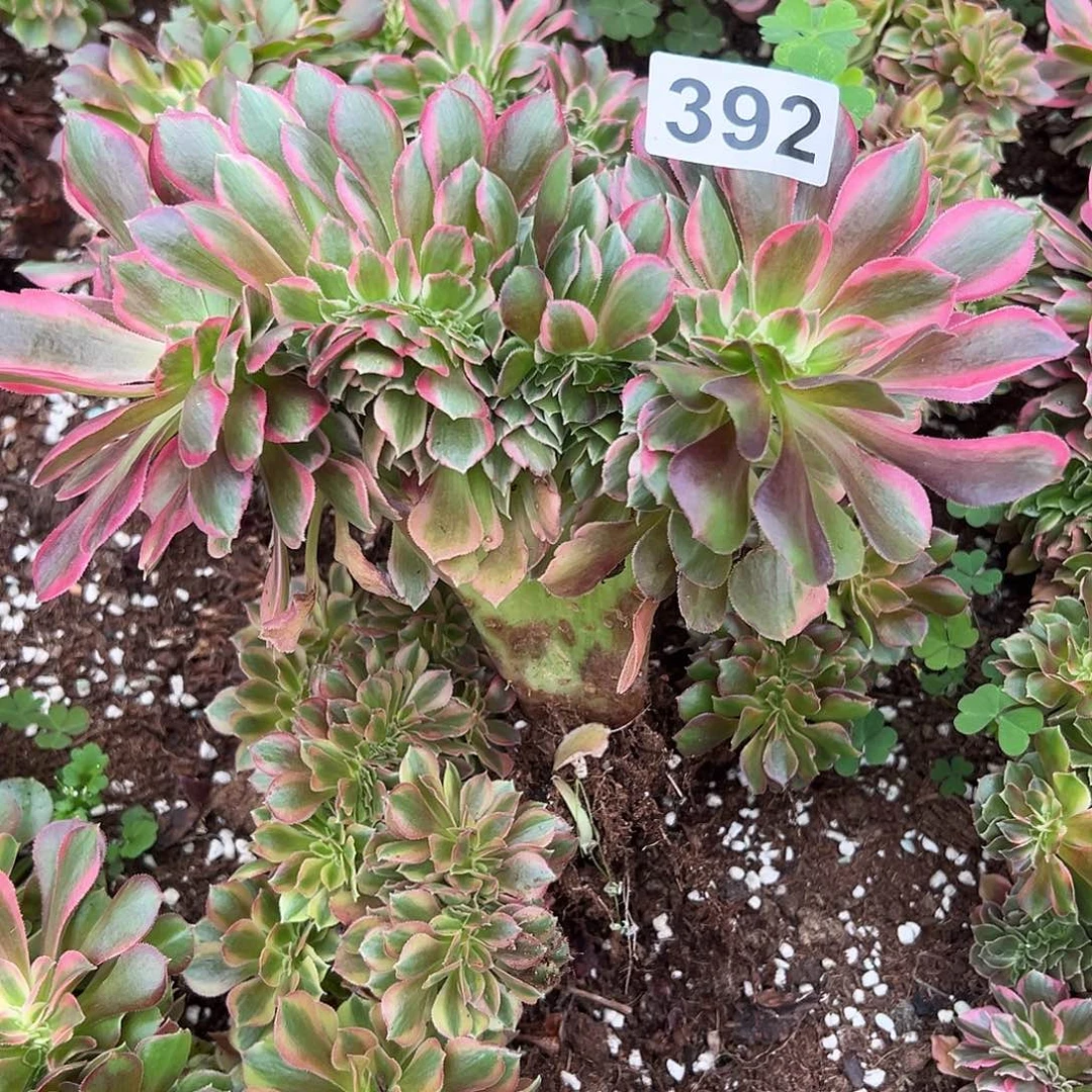 千***天精品多肉植物392女郎缀