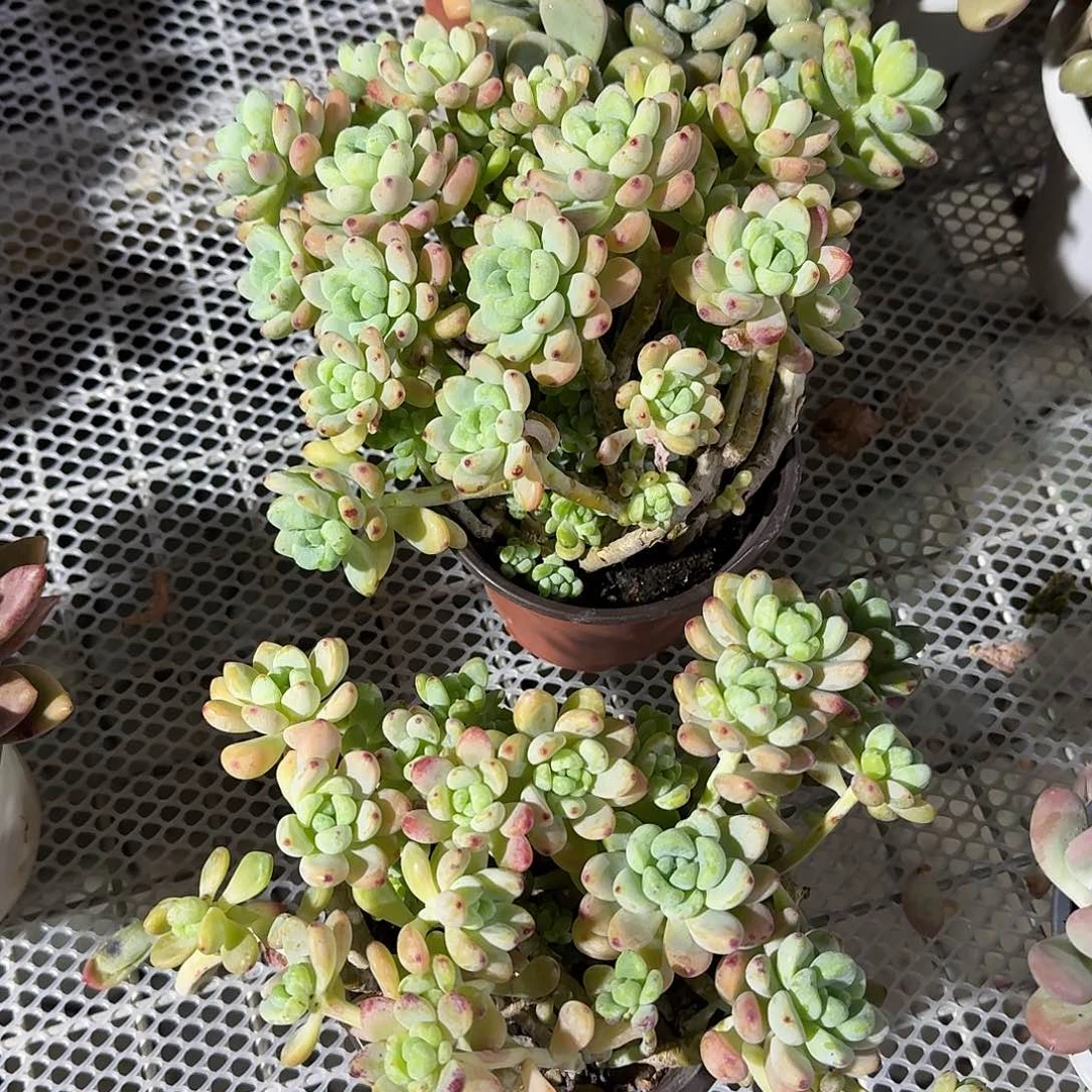 下班福利劳尔多肉