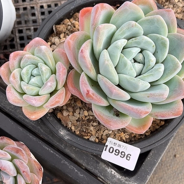 阿雅园艺。     10996