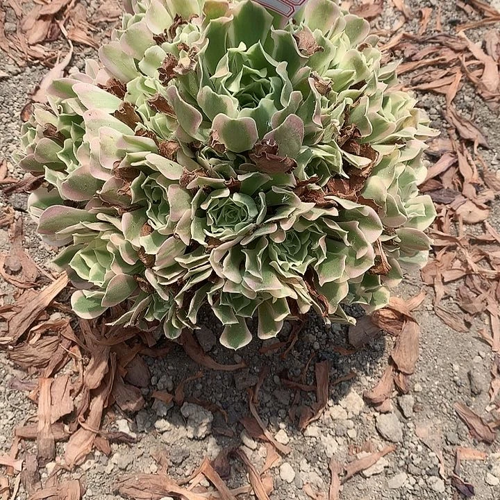 家**宝103雨花石多肉植物
