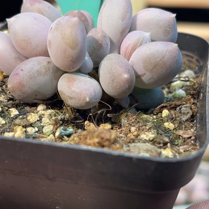 屁桃三头656号的多肉啊啊