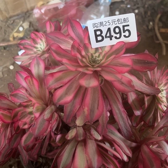 逸*多肉植物一个